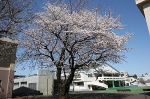 武道館前の桜