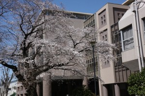 中学棟前の桜